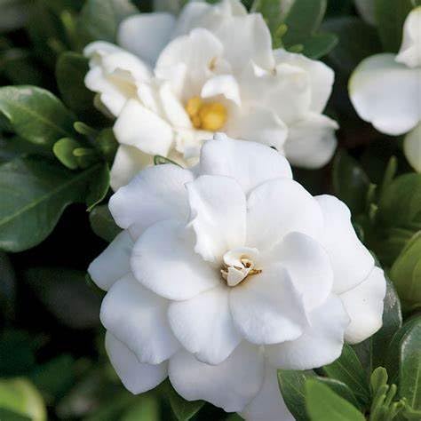 Fragrant Evergreen Shrub with Double White Blooms Live Plant 2 Gallon J407236