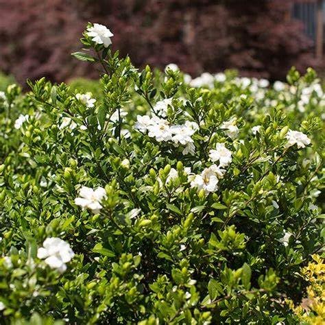 Fragrant Evergreen Shrub with Double White Blooms Live Plant 2 Gallon J407236