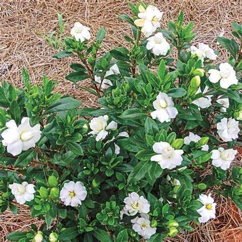 Fragrant Evergreen Shrub with Double White Blooms Live Plant 2 Gallon J407236