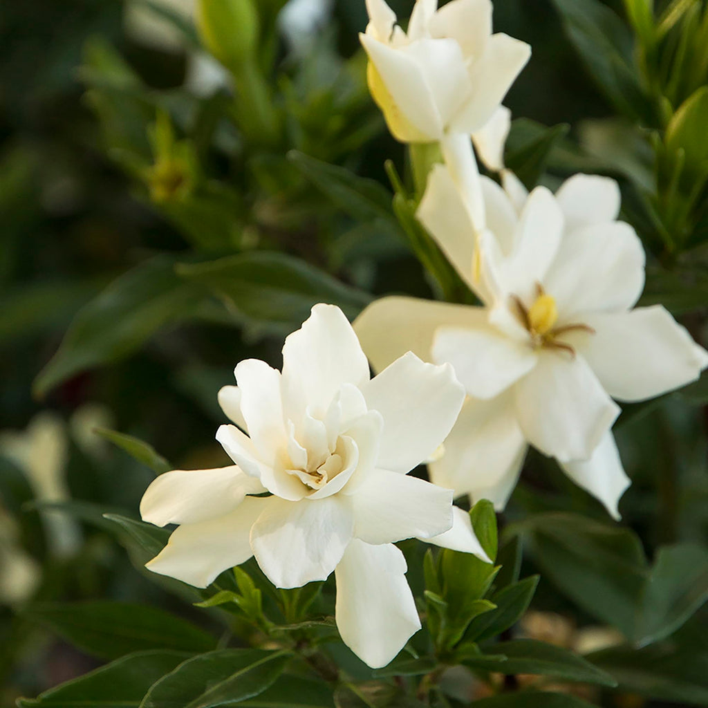 Frostproof Gardenia 2.5 Qt White Blooms F195904