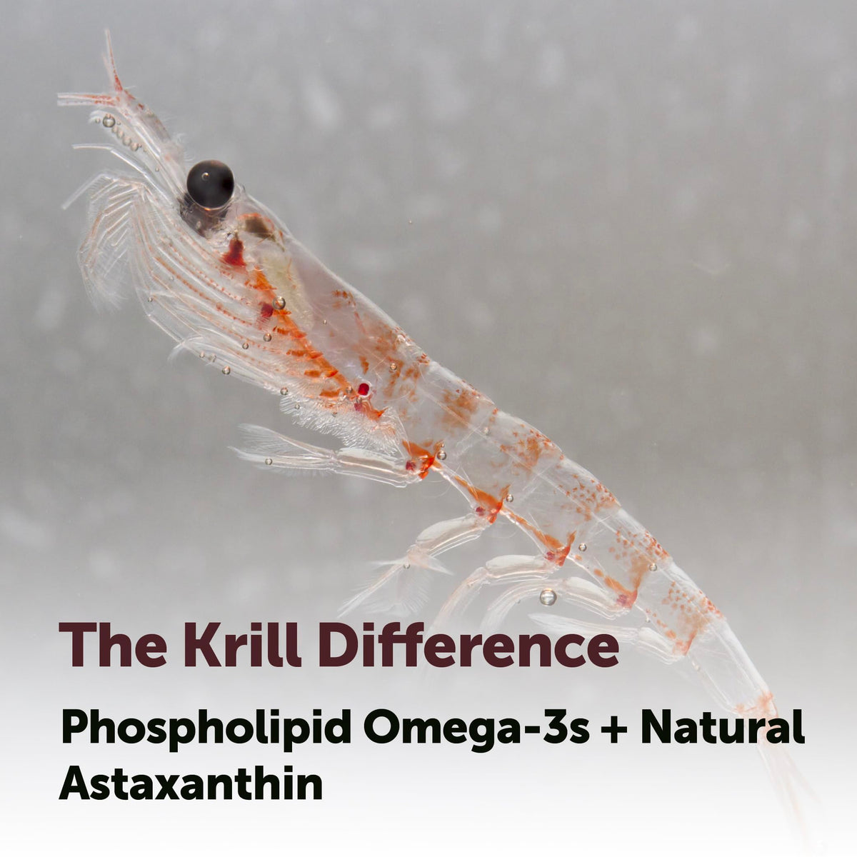 Antarctic Krill Oil 1,000 mg 300 Softgels Omega-3 EPA & DHA R449528