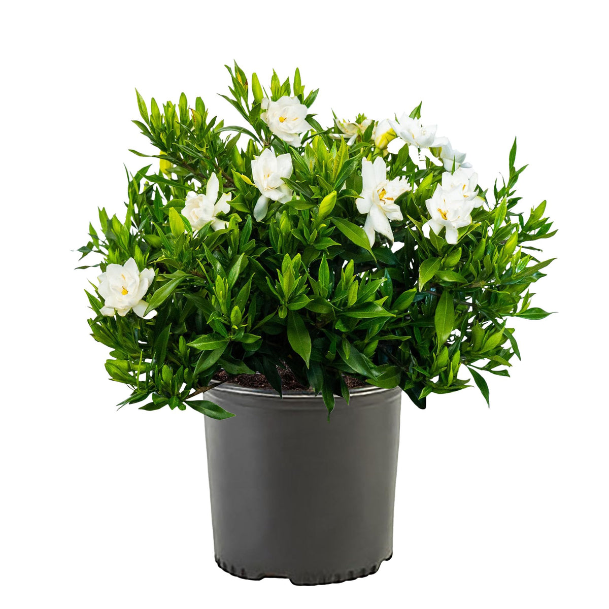 Frostproof Gardenia 2.5 Qt White Blooms F195904