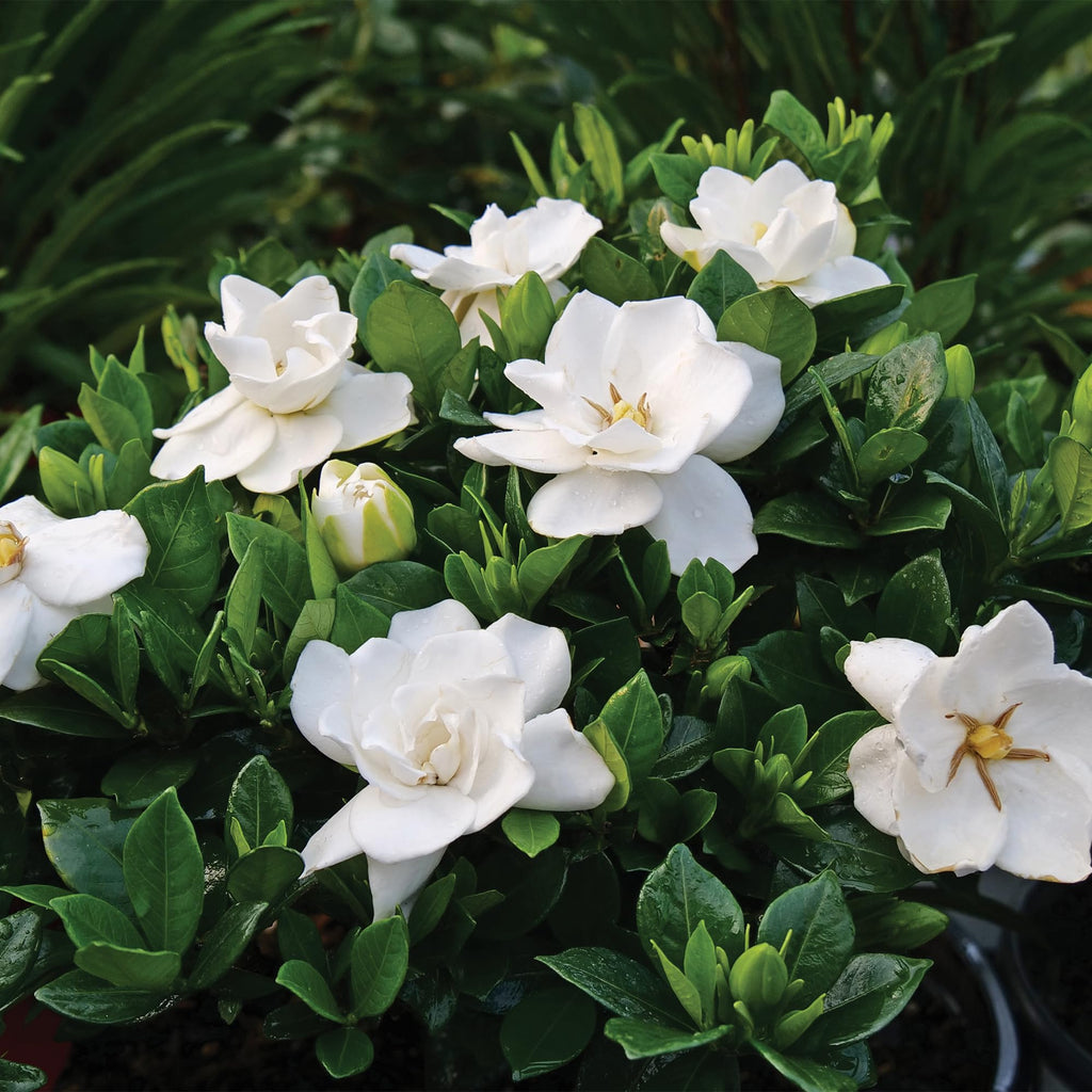 Frostproof Gardenia 2.5 Qt White Blooms F195904