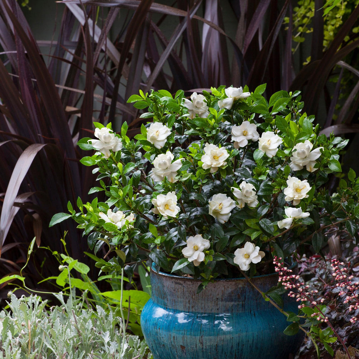 Frostproof Gardenia 2.5 Qt White Blooms F195904